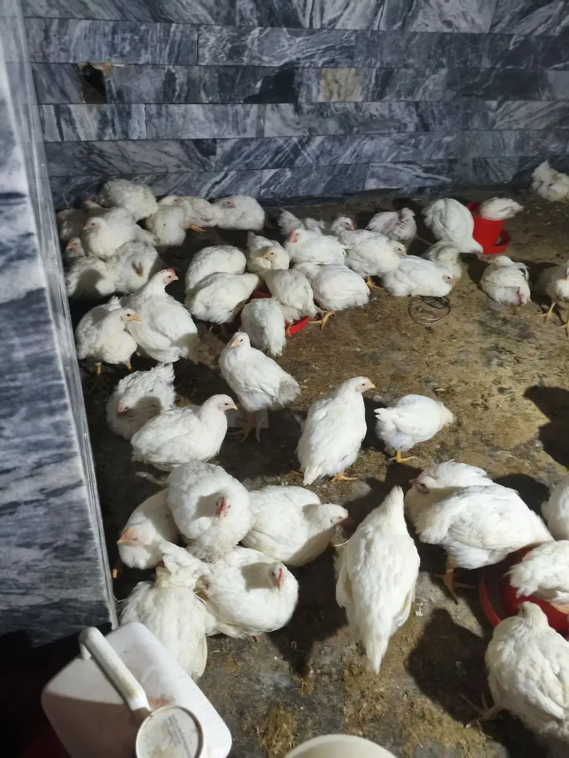 مرغ فروشی|حیوانات مزرعه|اشترینان, |دیوار