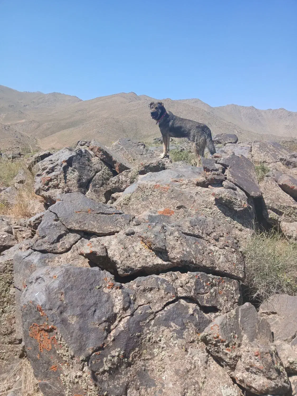 سگ گم شده|سگ|بهار, |دیوار