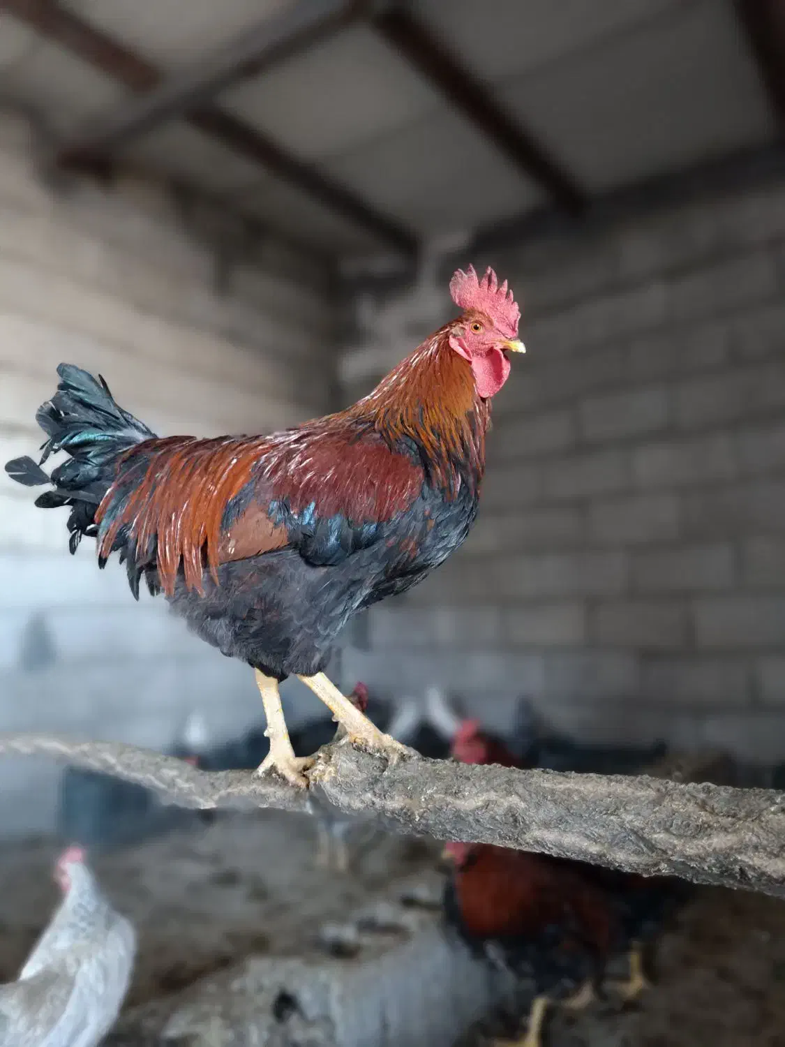 5عدد خروس درجه یک|حیوانات مزرعه|جوانرود, |دیوار