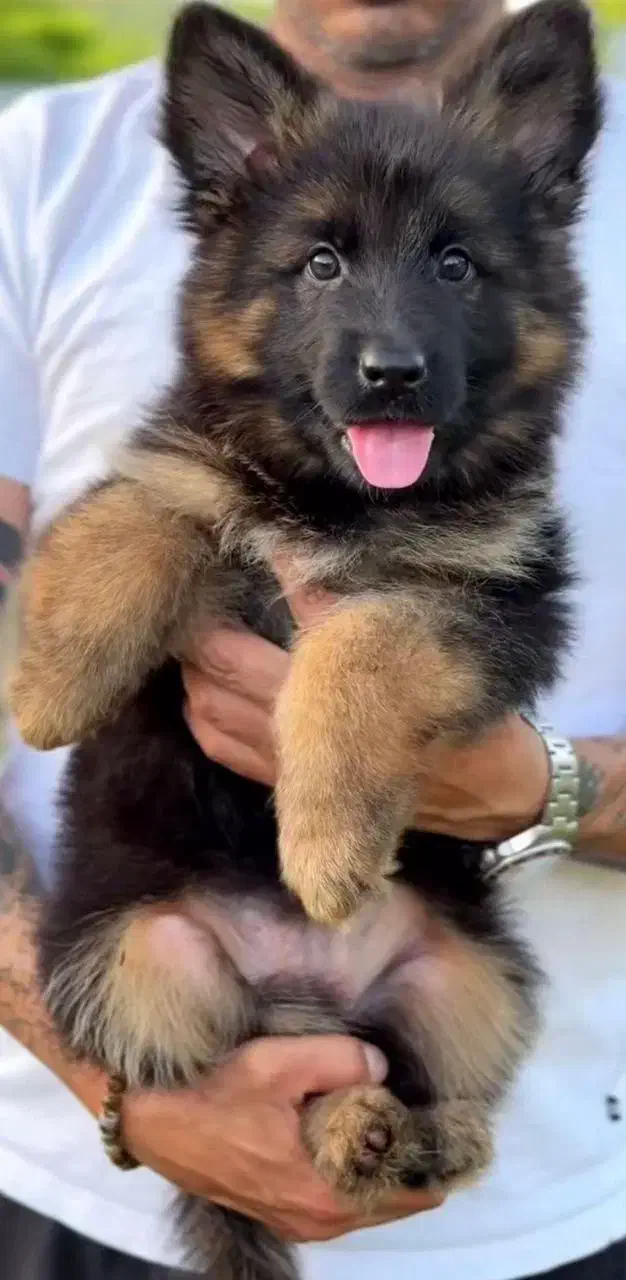 واگذاری نژاد های مختلف سگ|سگ|تهران, امانیه|دیوار