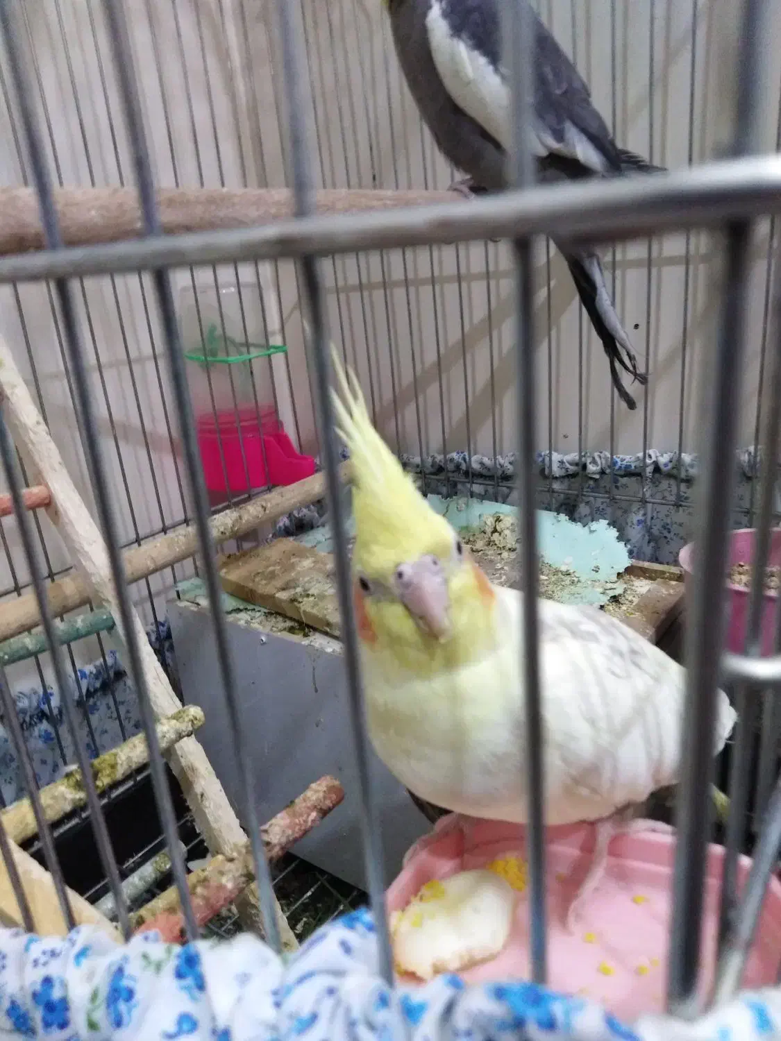 عروس هلندی|پرنده|فولادشهر, A6|دیوار