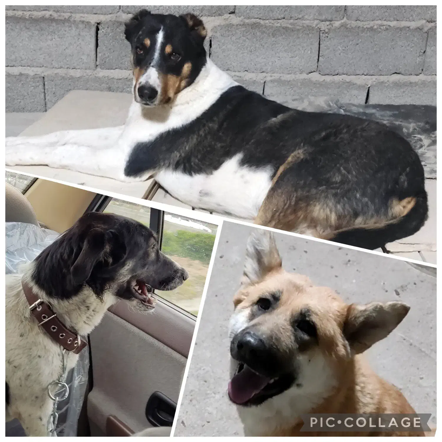 واگذاری و سرپرستی سه عدد فرشته|سگ|ماهدشت, |دیوار