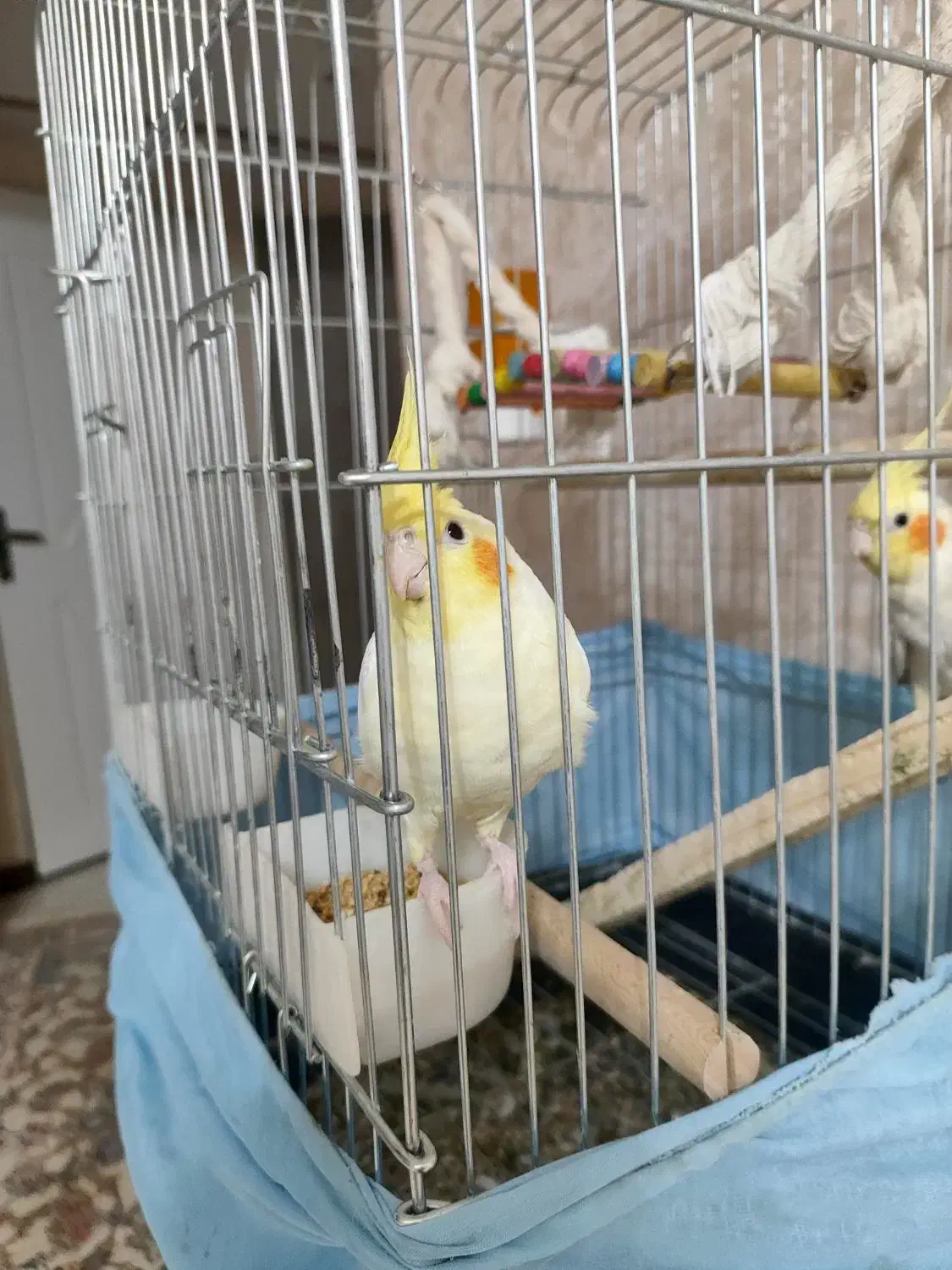 دو عدد عروس هلندی سالم وزیبا|پرنده|صباشهر, |دیوار