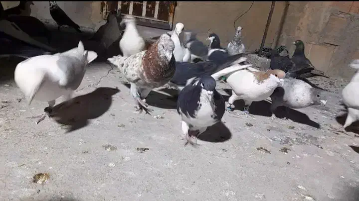 فروش کلی کفترها|پرنده|شیروان (خراسان), |دیوار