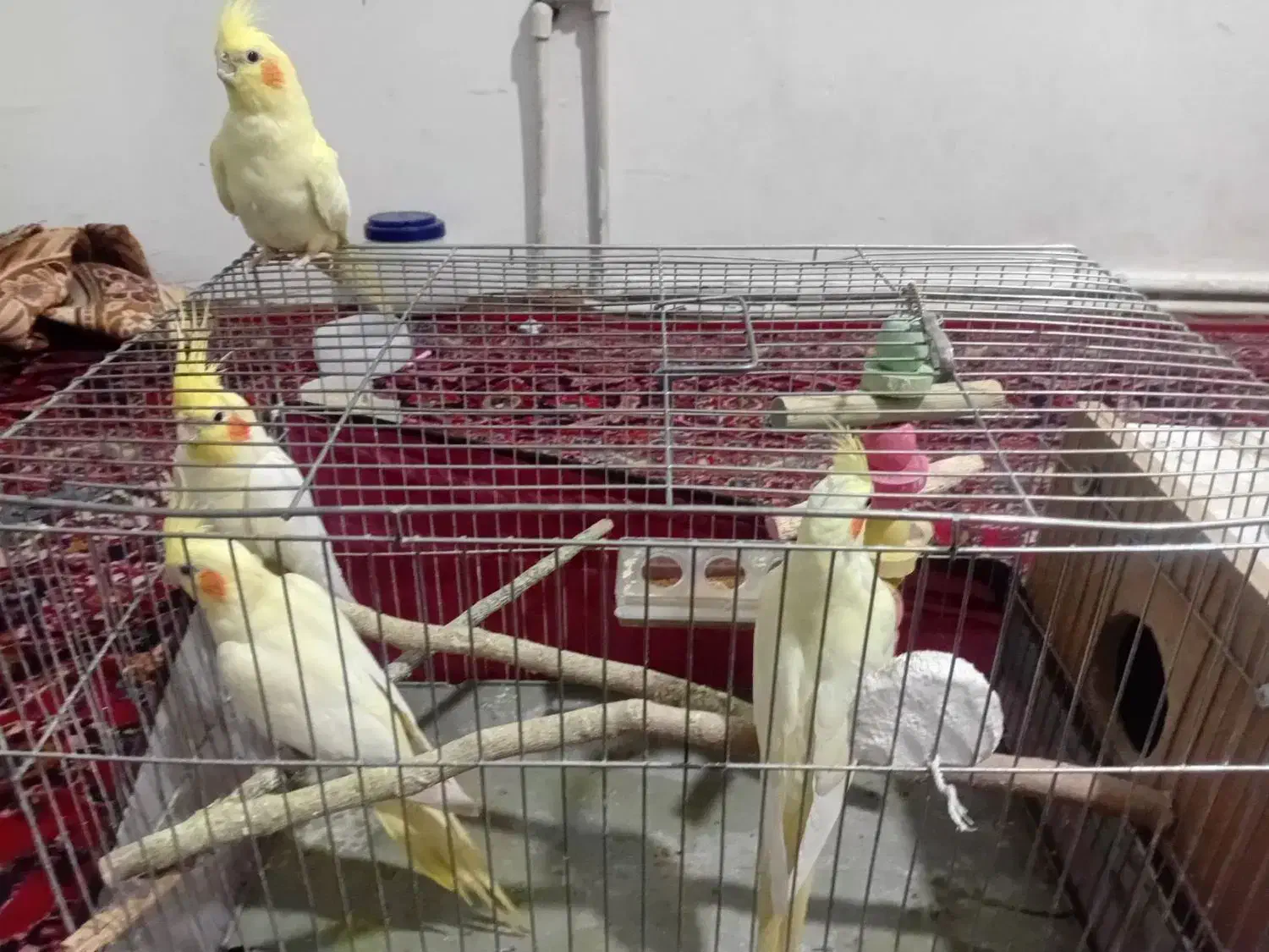 5000000|پرنده|میاندوآب, |دیوار