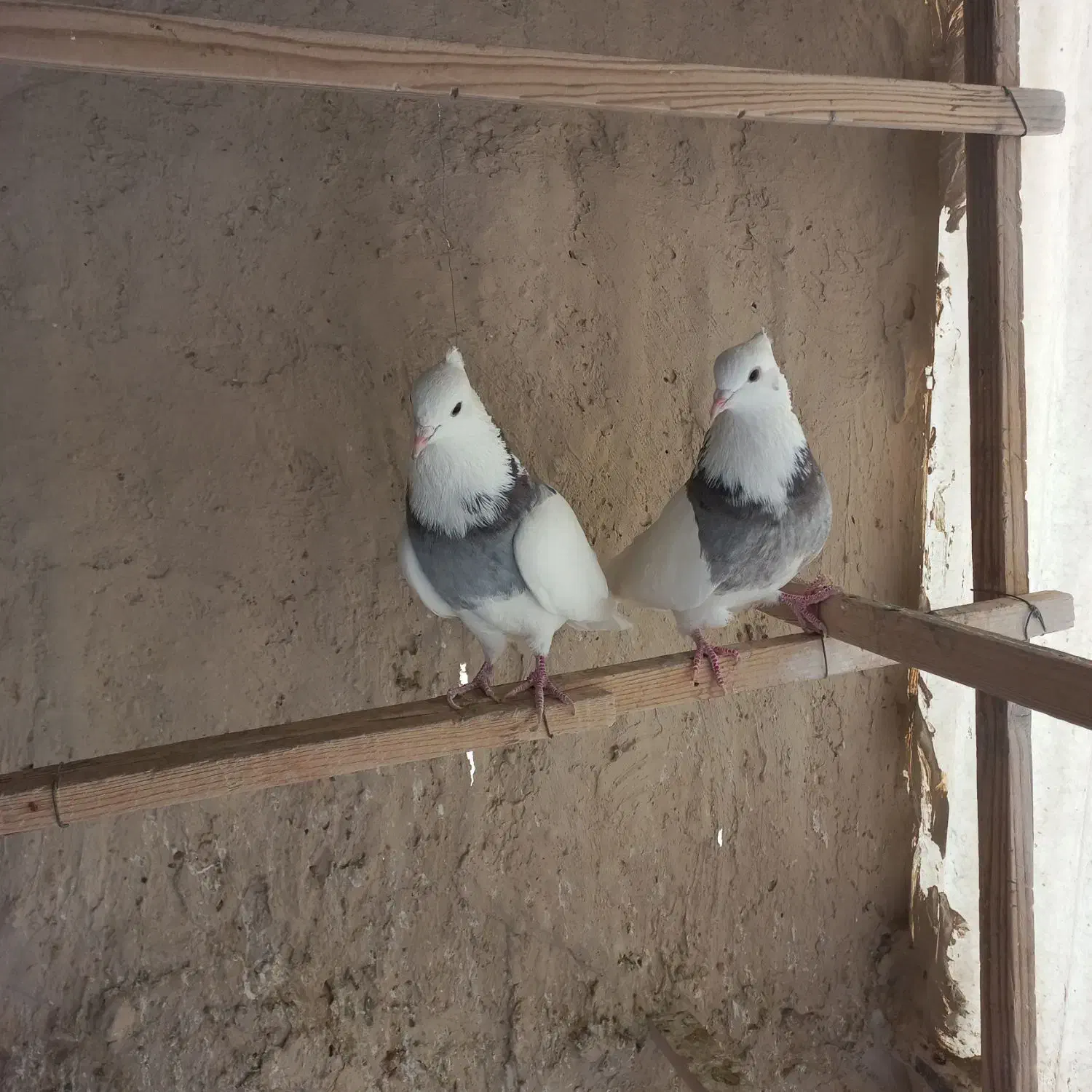 فروش کبوتر|پرنده|تهران, افسریه شمالی|دیوار