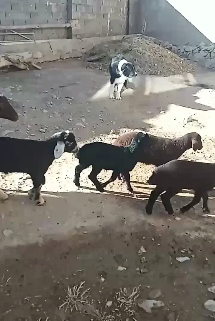 گوسفند داشتی|حیوانات مزرعه|فریدونشهر, |دیوار