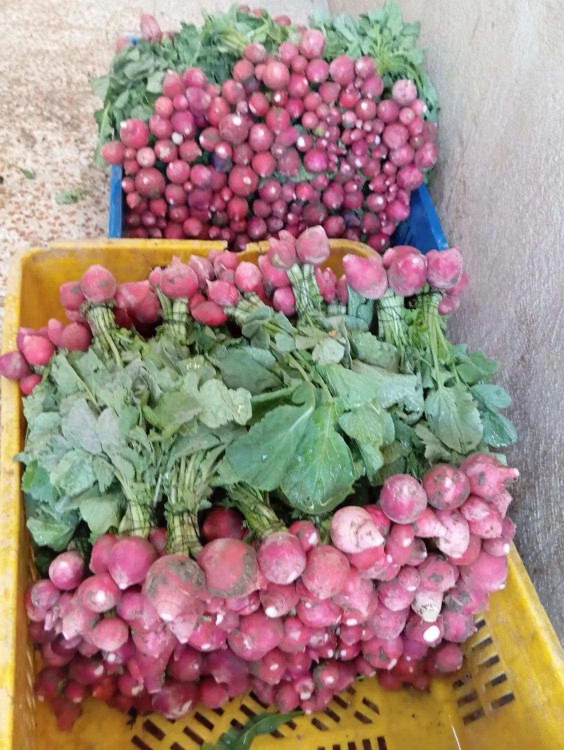 سبزی|خوردنی و آشامیدنی|تهران, کن|دیوار