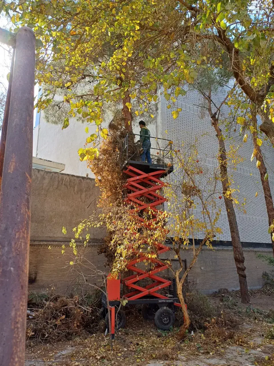 باغبانی وهرس کاری وغیره|خدمات باغبانی و درختکاری|اصفهان, ارغوانیه|دیوار