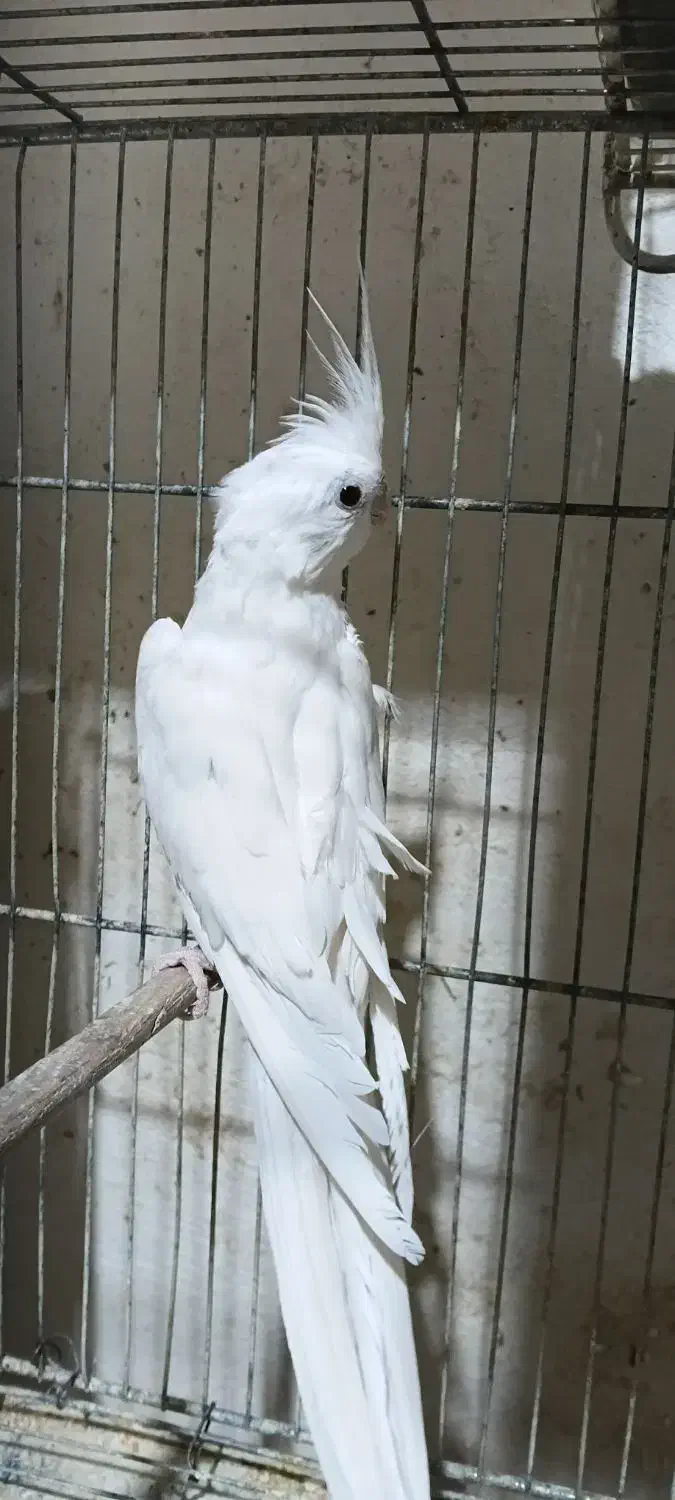 عروس نر آماده جفت|پرنده|بجنورد, |دیوار