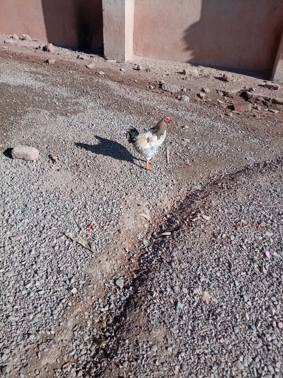 مرغ وخروس|حیوانات مزرعه|باوله, |دیوار