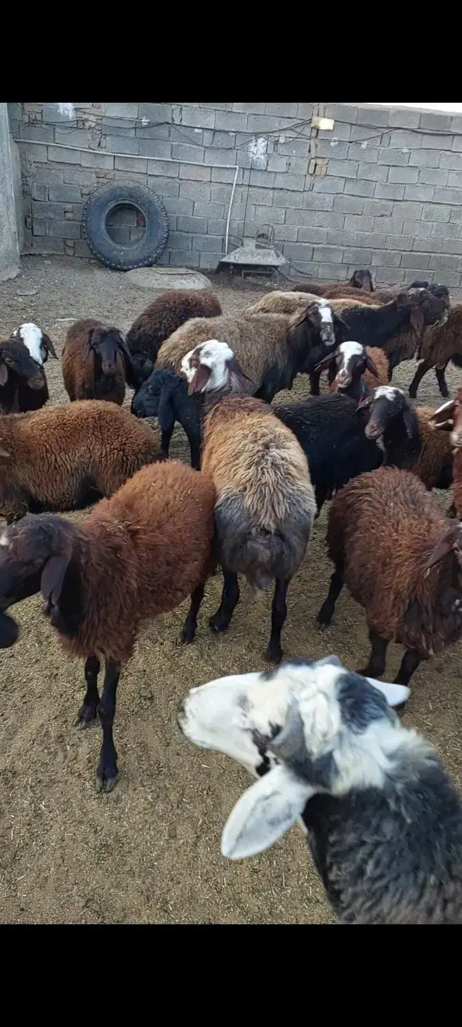 بره نر افشار|حیوانات مزرعه|هشتگرد, هشتگرد قدیم|دیوار