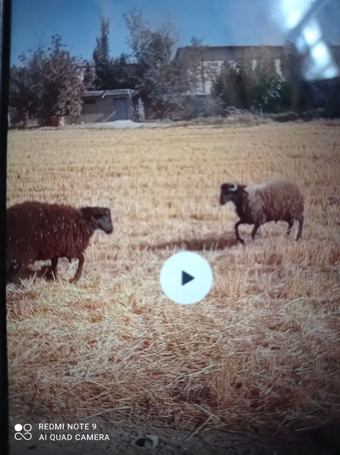 بره نر قوچی|حیوانات مزرعه|قدس, شهرک دانش|دیوار