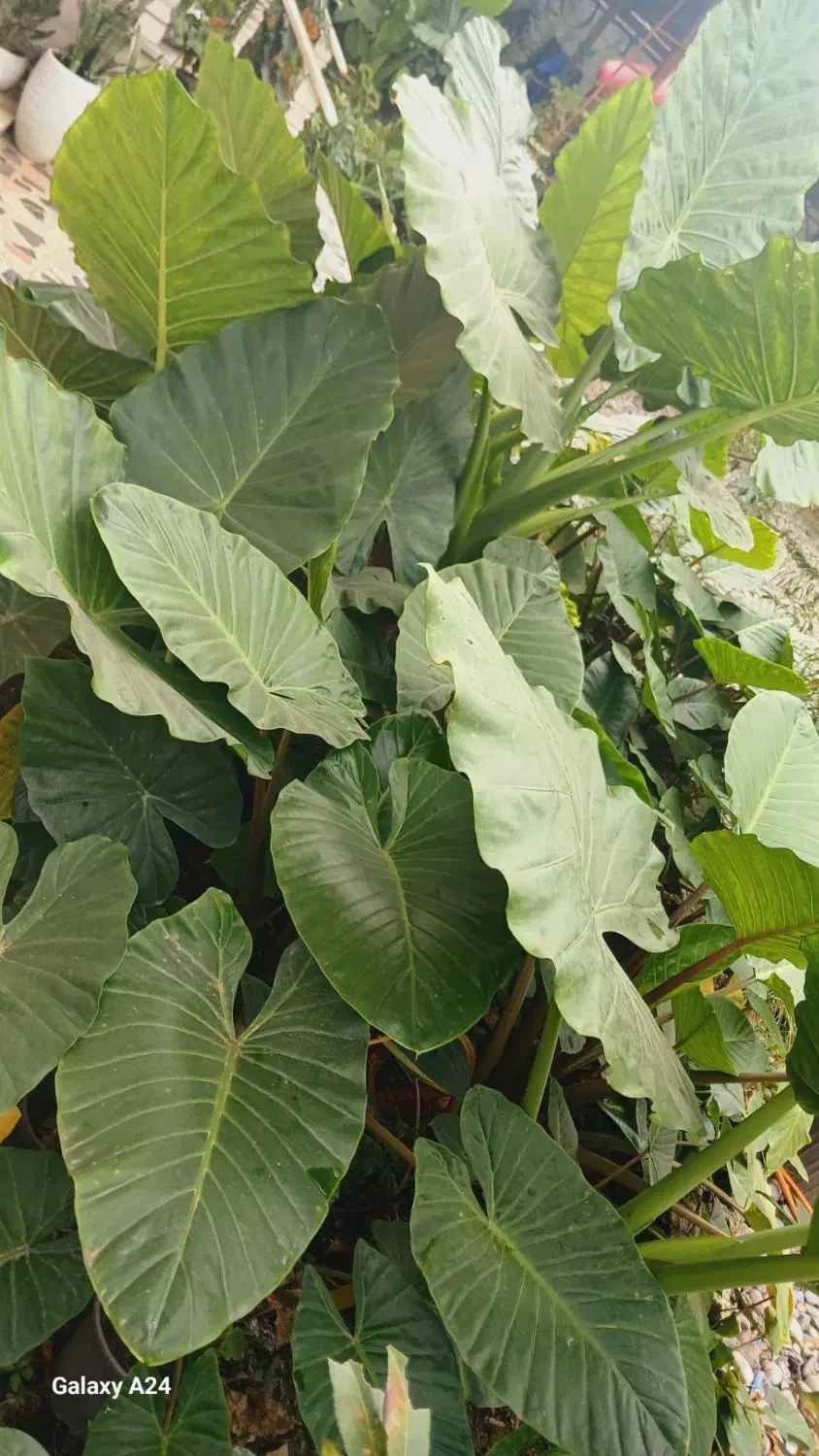 گل بابا آدم|گل و گیاه طبیعی|شاندرمن, |دیوار