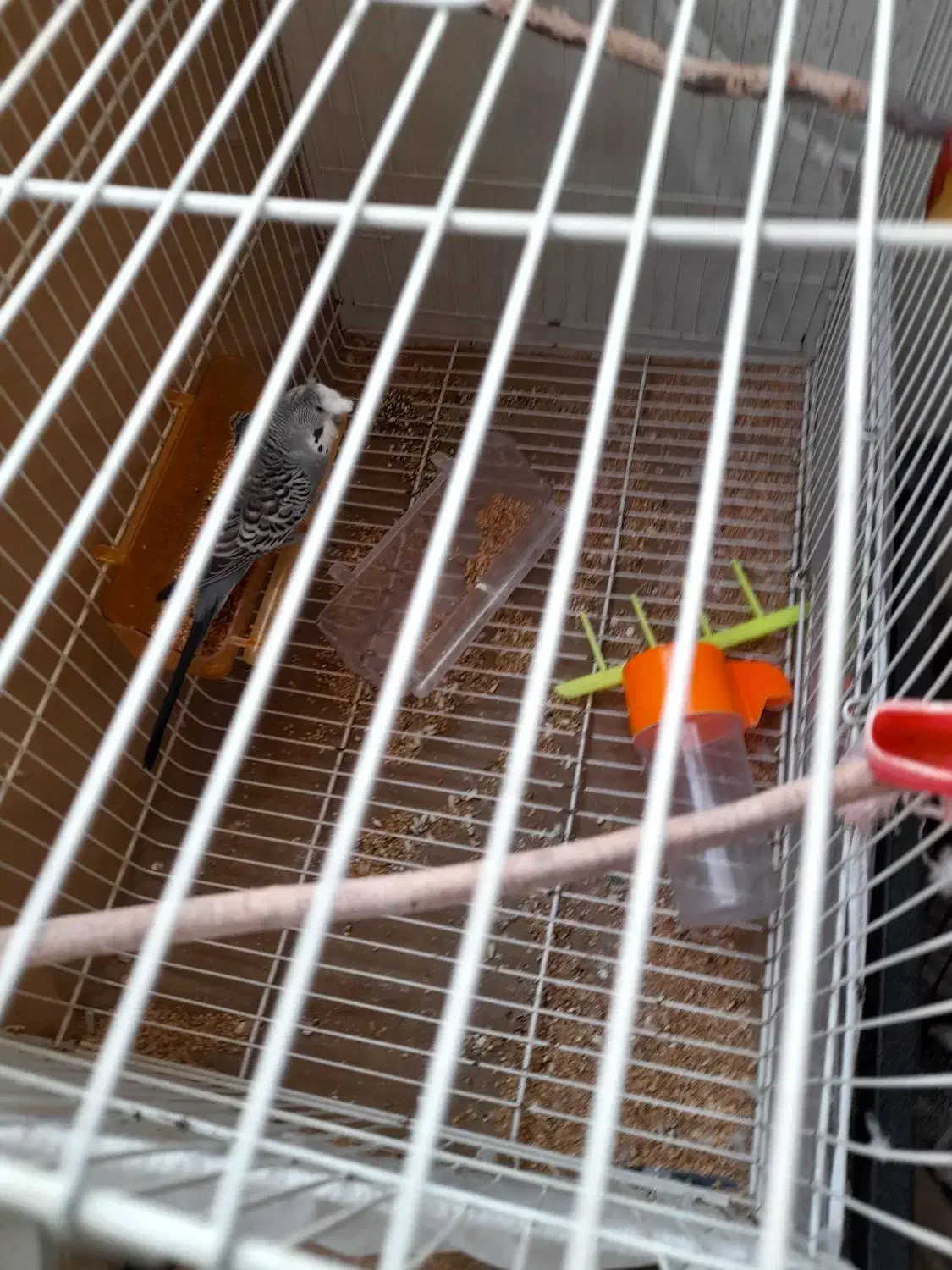 مرغ عشق نر|پرنده|پردیس, فاز ۸|دیوار