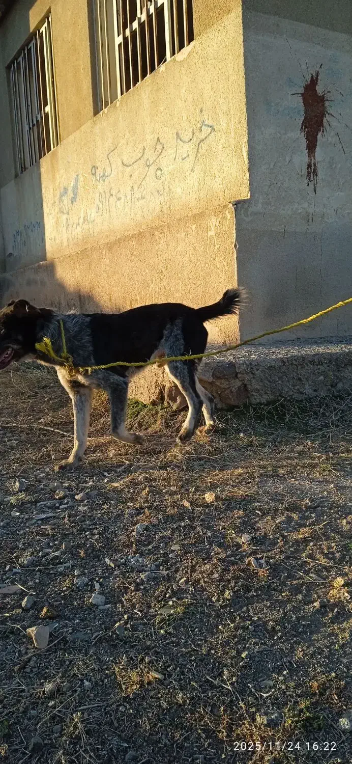 واگذار سگ افغان گله ای|سگ|اردبیل, |دیوار