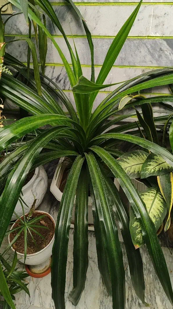 گل آپارتمانی|گل و گیاه طبیعی|کرمانشاه, |دیوار