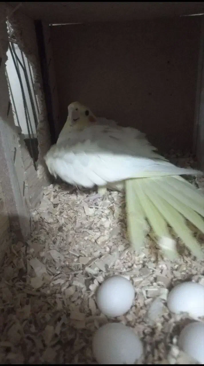 عروس هلندی جفت|پرنده|ری, دولت‌آباد|دیوار