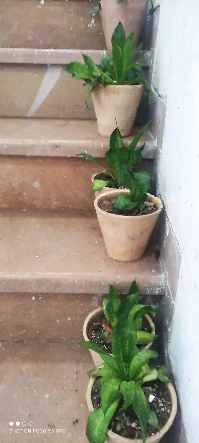 گل ارزون|گل و گیاه طبیعی|شیراز, انجیر|دیوار