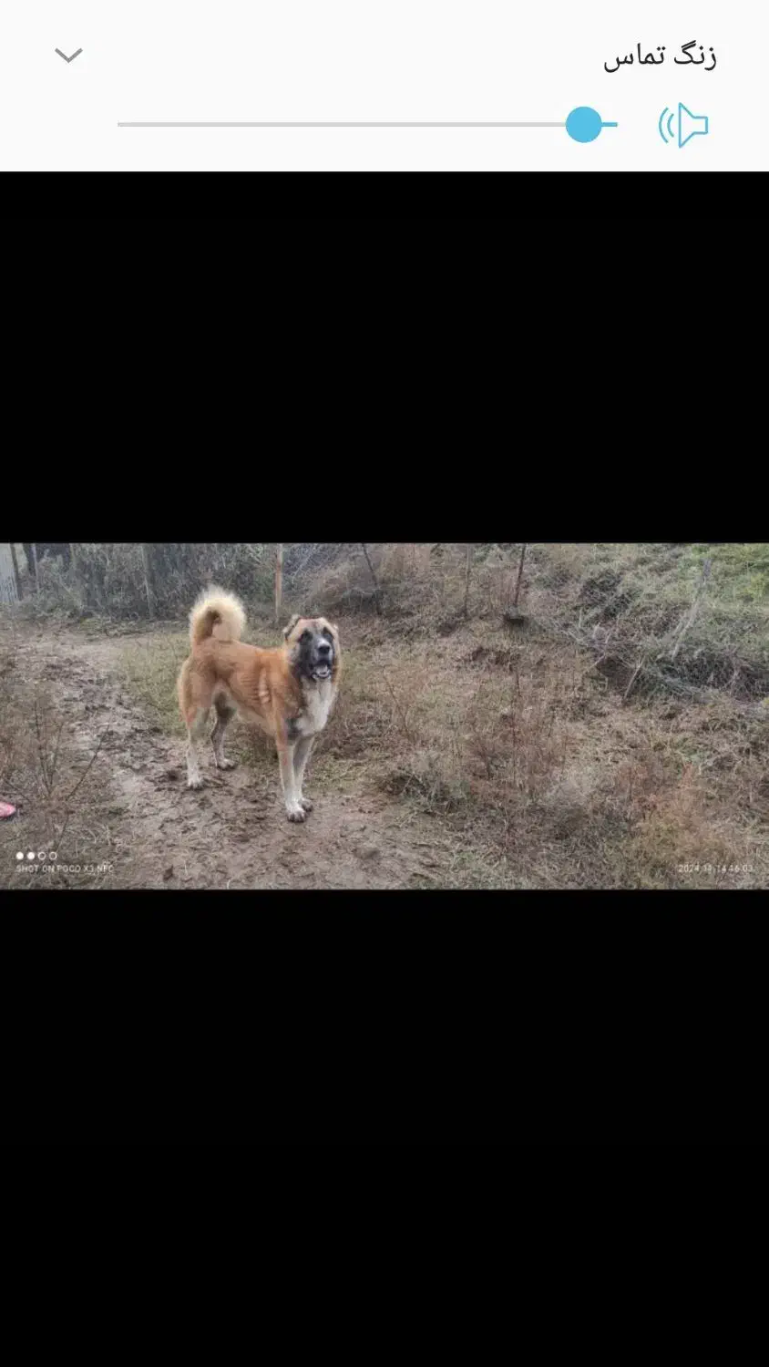 سگ گله وشکاری|سگ|آستانه اشرفیه, |دیوار