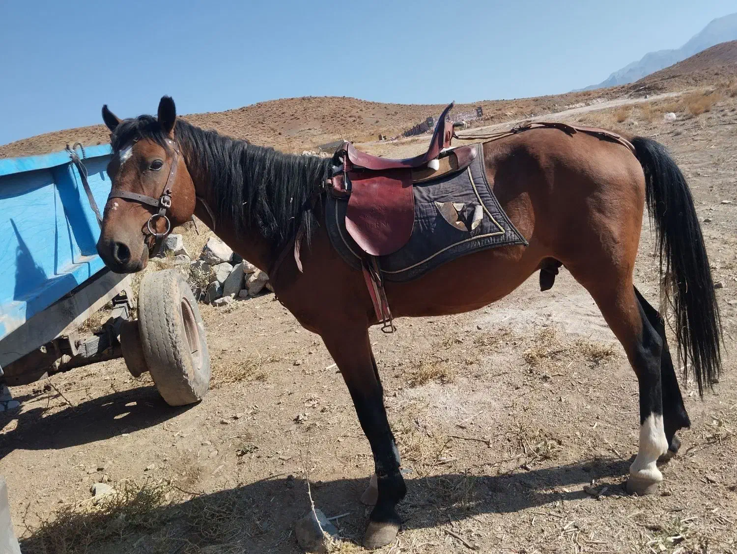 اسب|اسب و تجهیزات اسب‌سواری|بافت, |دیوار