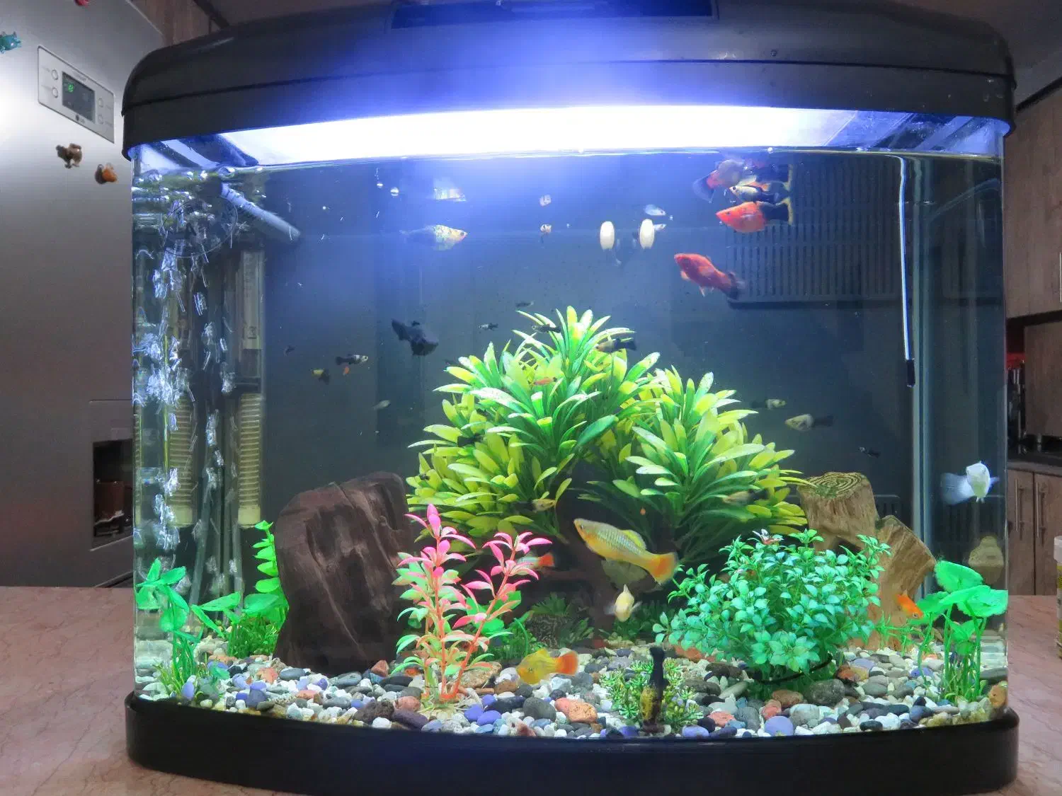 آکواریوم|ماهی|محمدیه-قزوین, |دیوار