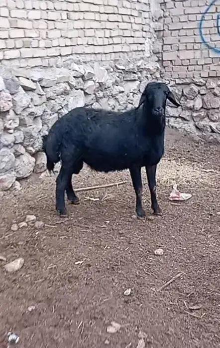 دو راس شیشک قوچ قره قزل لخت|حیوانات مزرعه|آوج, |دیوار