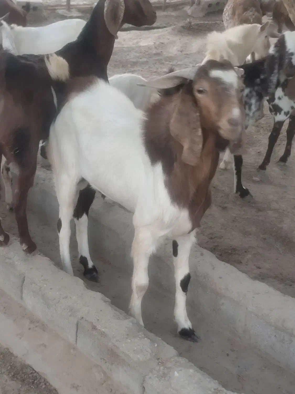 بز نر و ماده دورگ پاکستانی جوان شش ماه و هفت ماهه|حیوانات مزرعه|نیک شهر, |دیوار