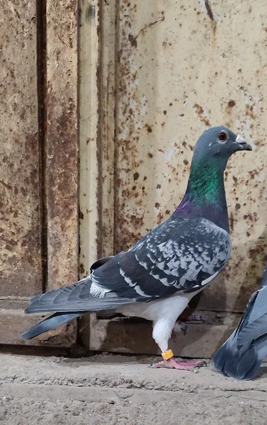 دوبر نر|پرنده|اردبیل, |دیوار