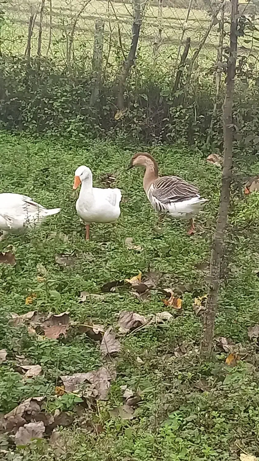 انواع قو غاز|حیوانات مزرعه|سیاهکل, |دیوار