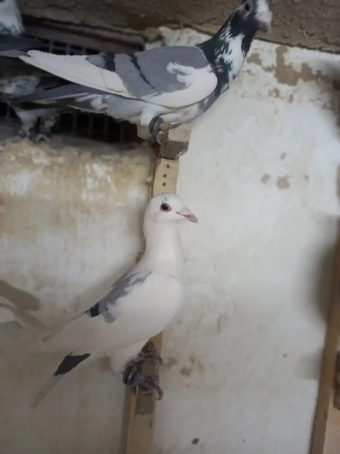 دورگ چاشنی بازی|پرنده|اصفهان, دهنو|دیوار