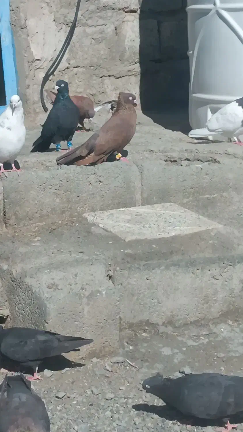 زاغ|پرنده|کهنوج, |دیوار