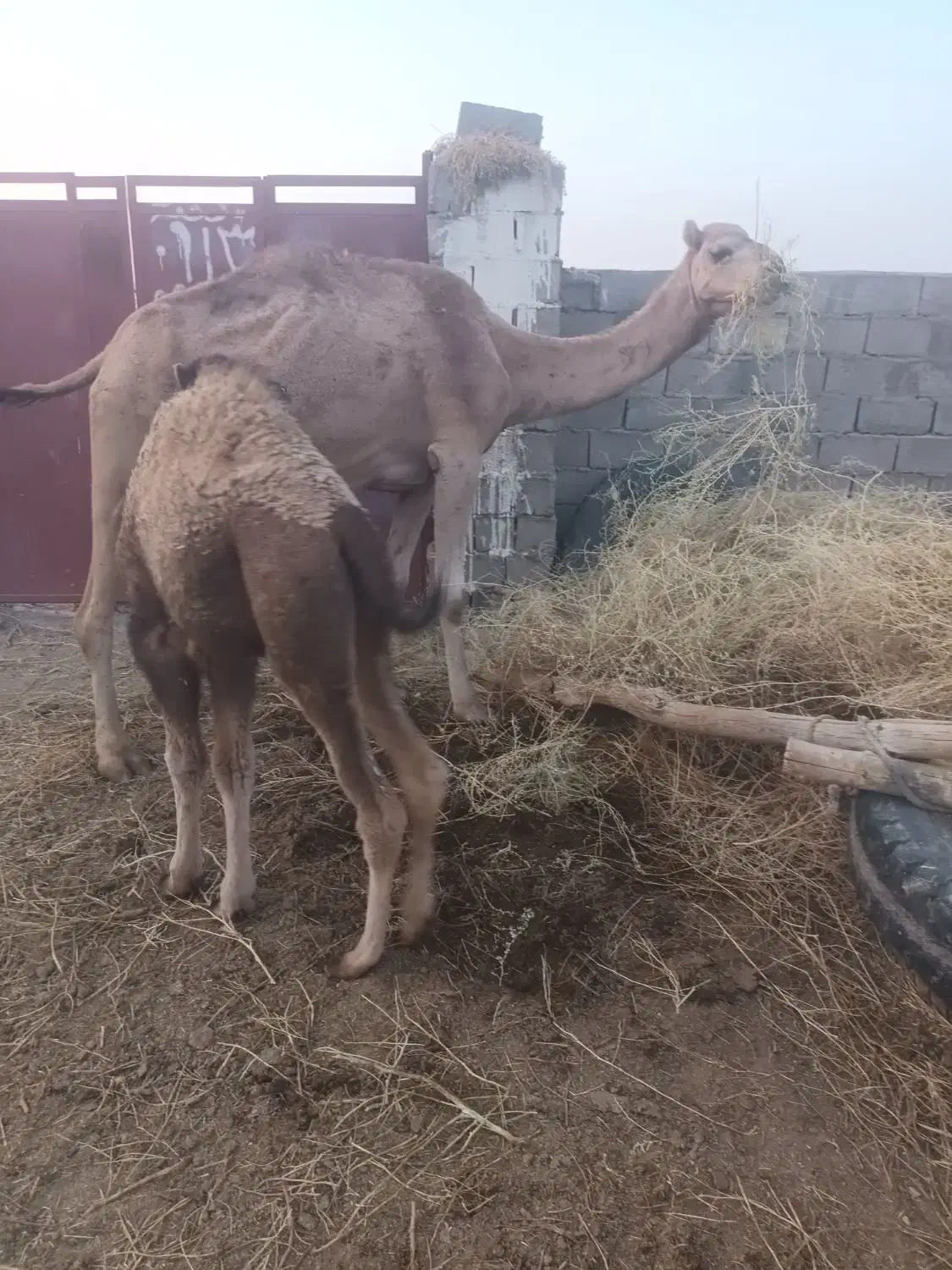 س شتر سندی دوشی هیعتی با هاشی ماده بغورفروشی|حیوانات مزرعه|راور, |دیوار
