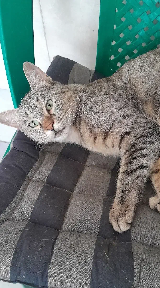 گربه یک ساله|گربه|سنندج, |دیوار