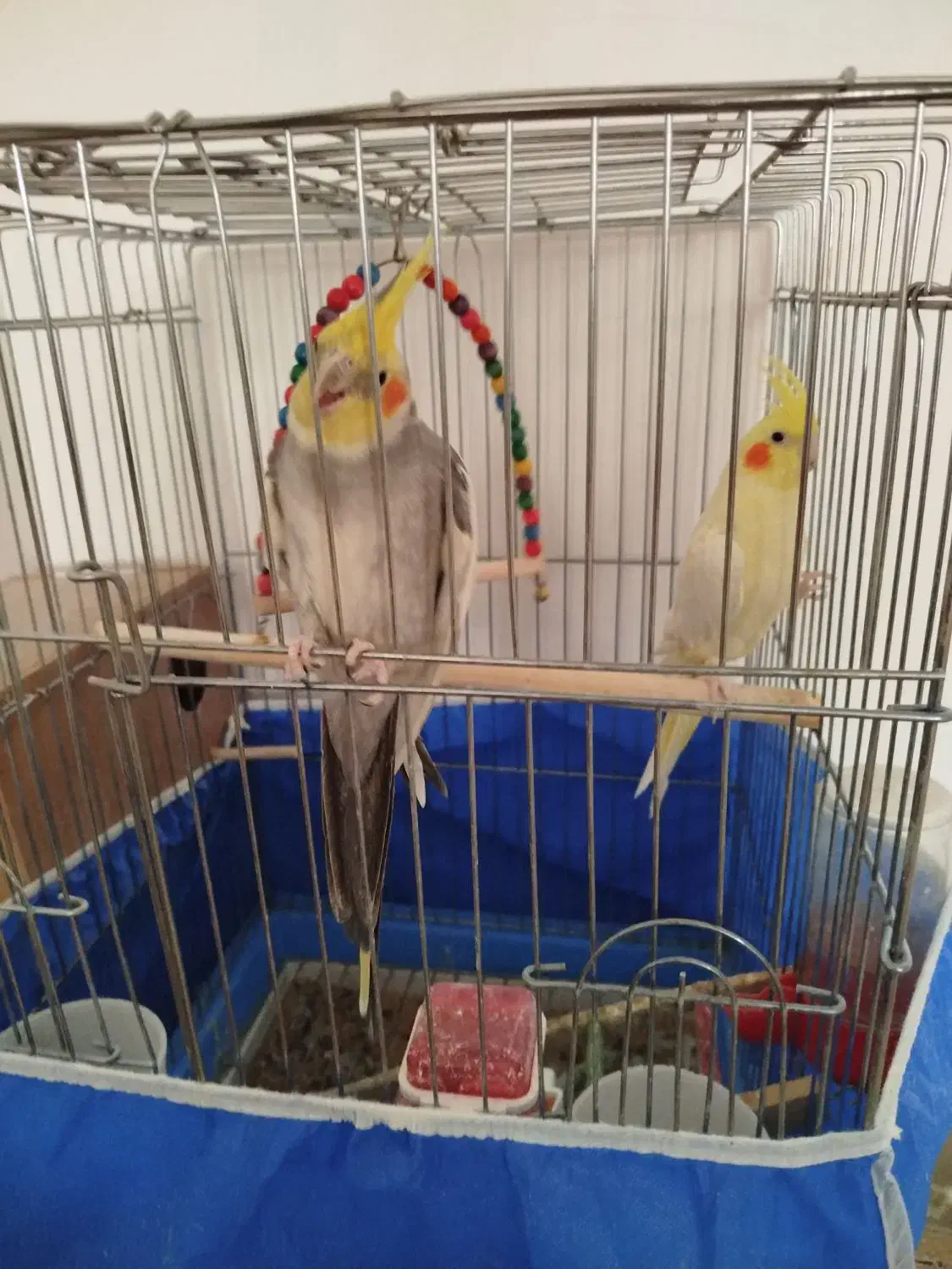 عروس هلندی نرو ماده|پرنده|برخوار, |دیوار