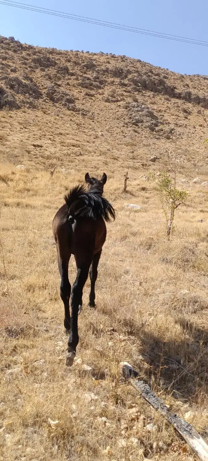 فروش سه راس اسب مادیان نژاددار|اسب و تجهیزات اسبسواری|یاسوج, |دیوار