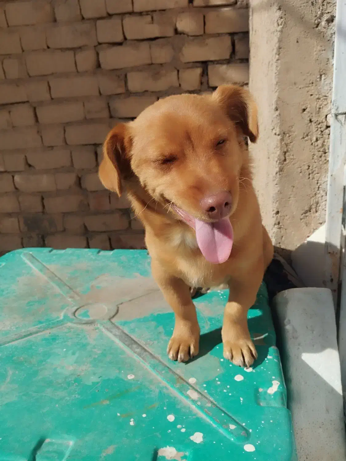 سگ خانگی|سگ|مرودشت, بیست متری بیمارستان|دیوار