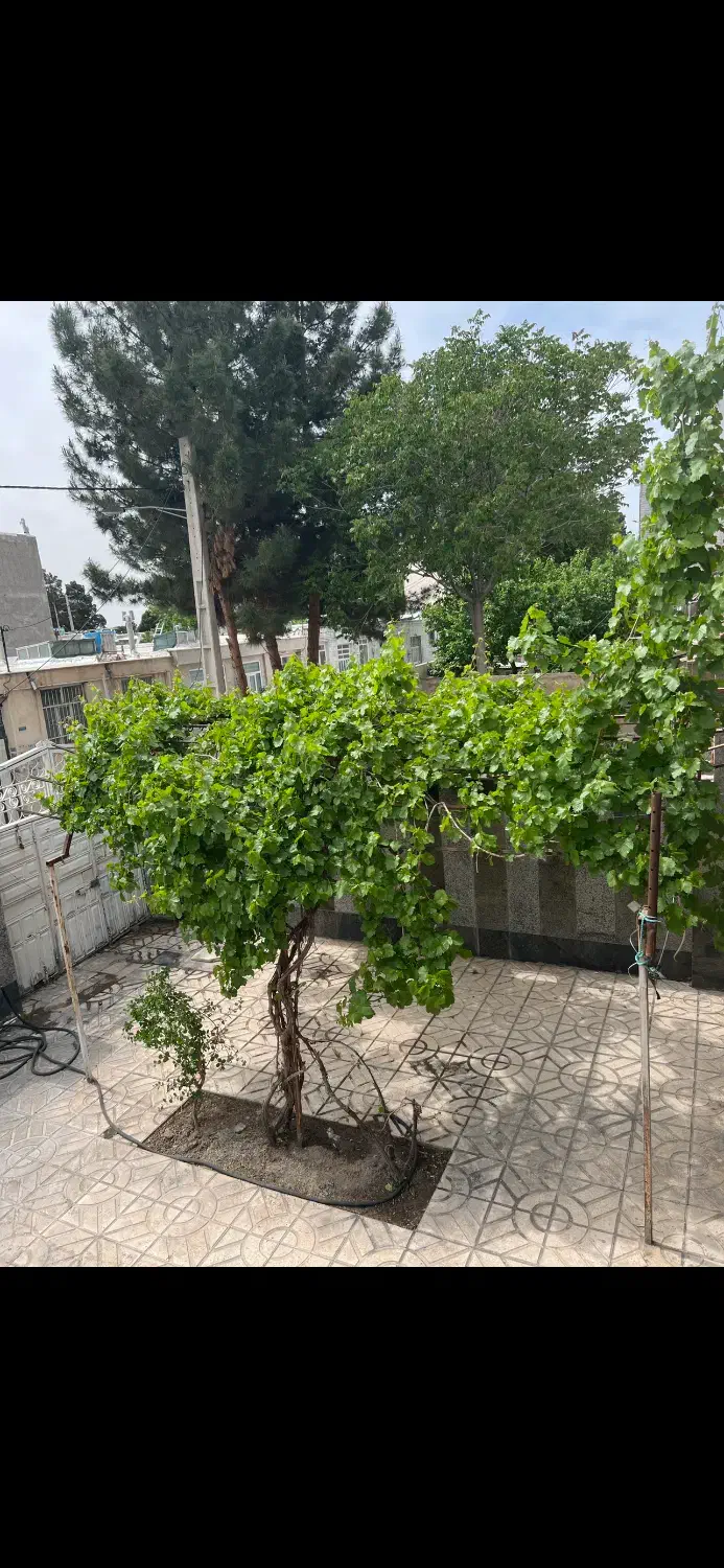 اجاره خانه ویلایی ولداباد ۲ طبقه|اجارهٔ خانه و ویلا|محمدشهر, ولدآباد بزرگ|دیوار