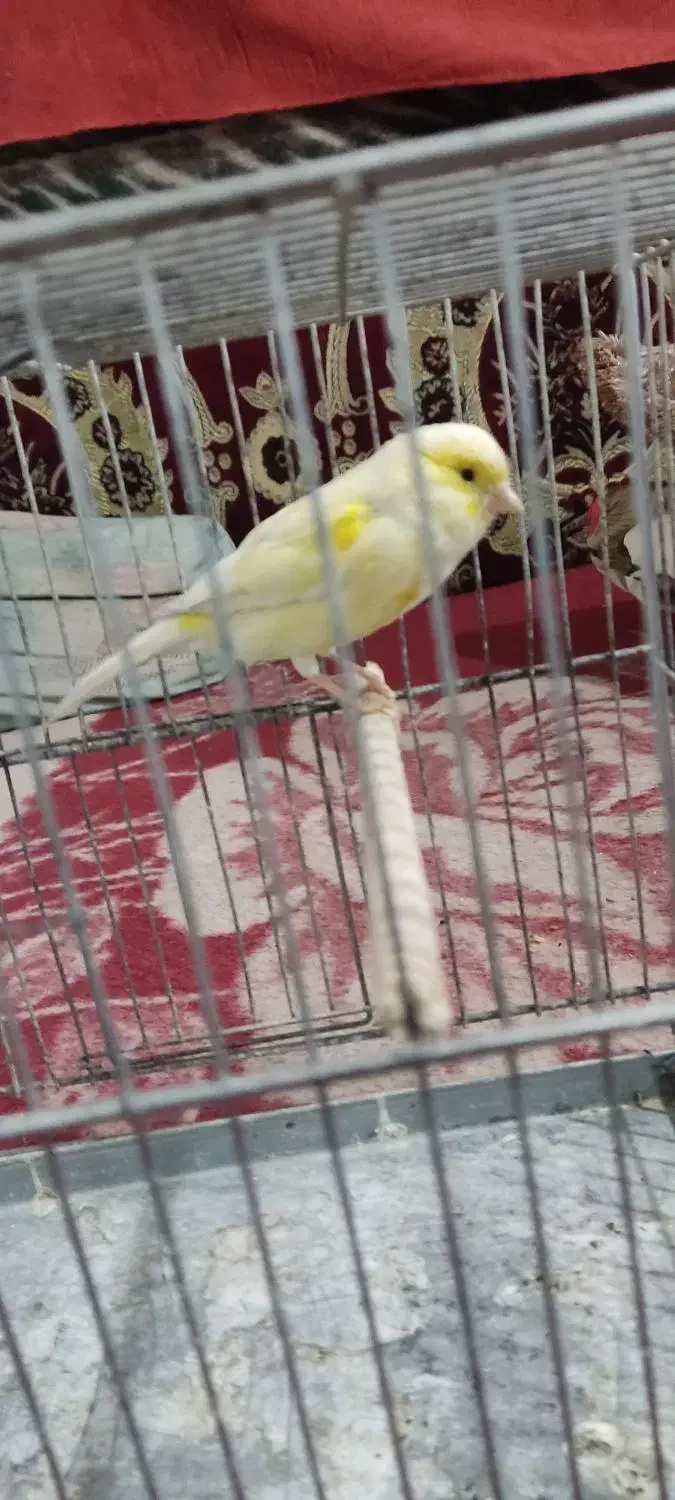 قناری ماده سوپر|پرنده|ابریشم, |دیوار