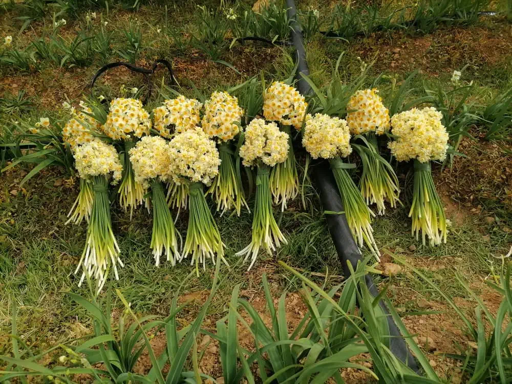 گل نرگس|گل و گیاه طبیعی|شیراز, لب آب|دیوار