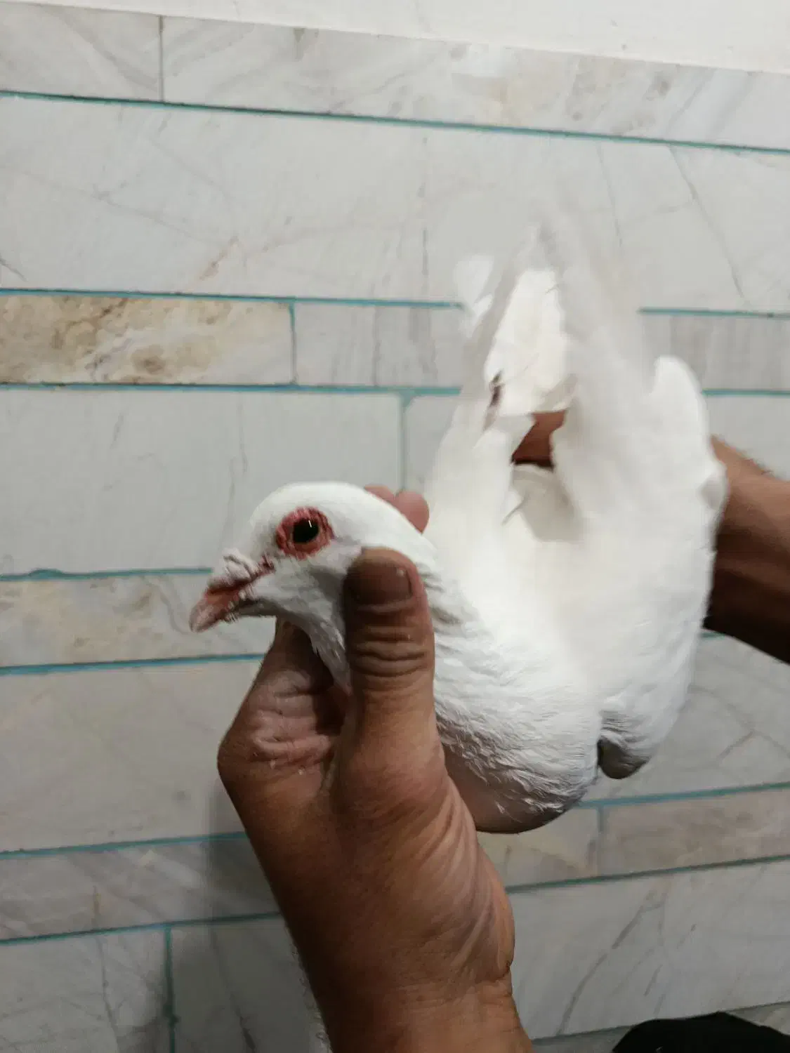 فروشی|پرنده|کوهبنان, |دیوار