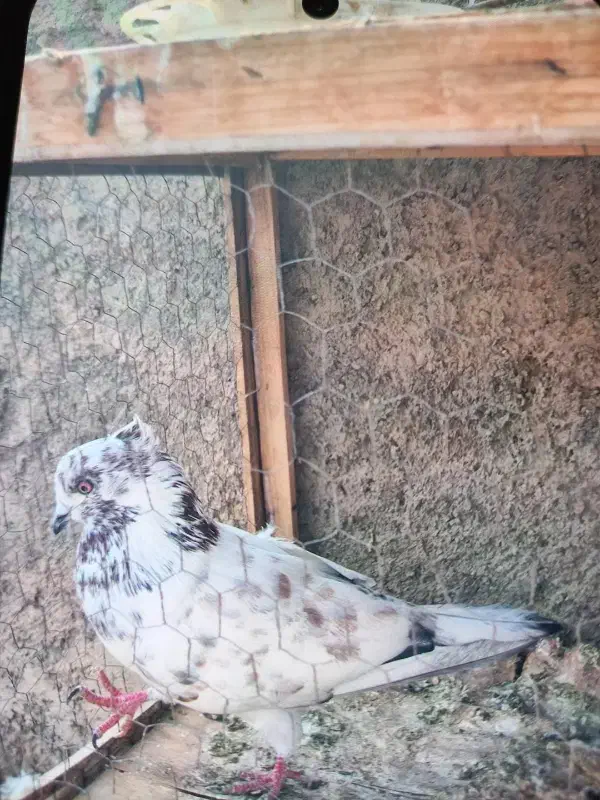 کفتر دوکت|پرنده|گرمسار, |دیوار