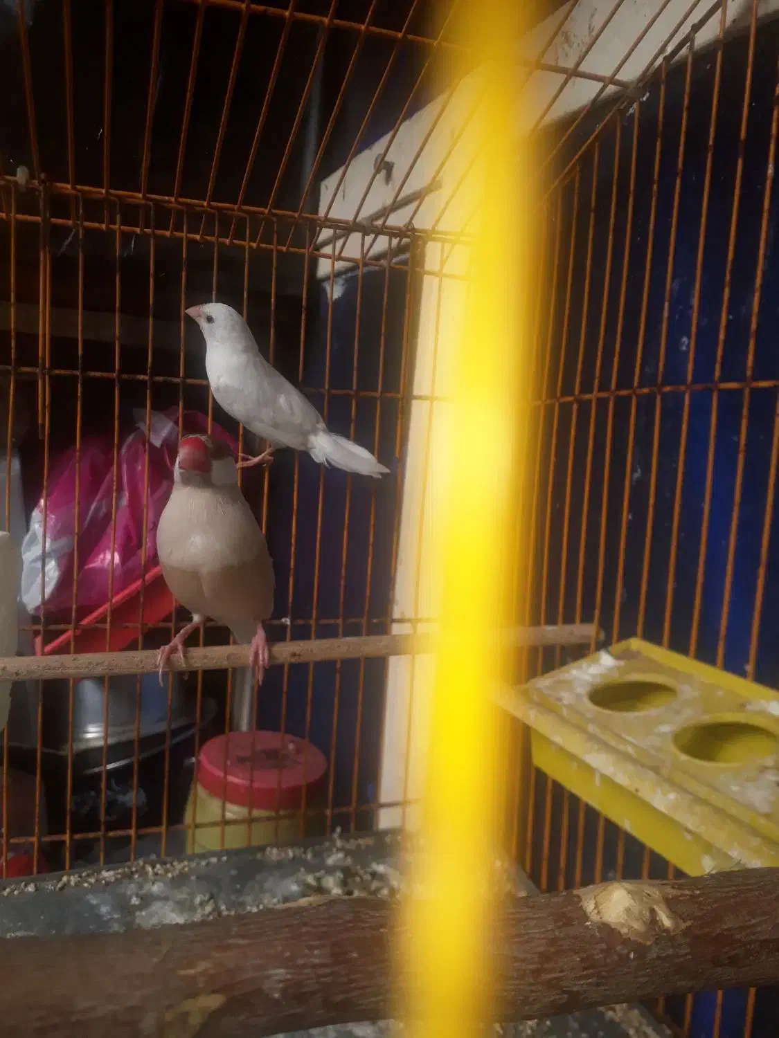 فنج بنگالی نر|پرنده|اهواز, نبوت|دیوار