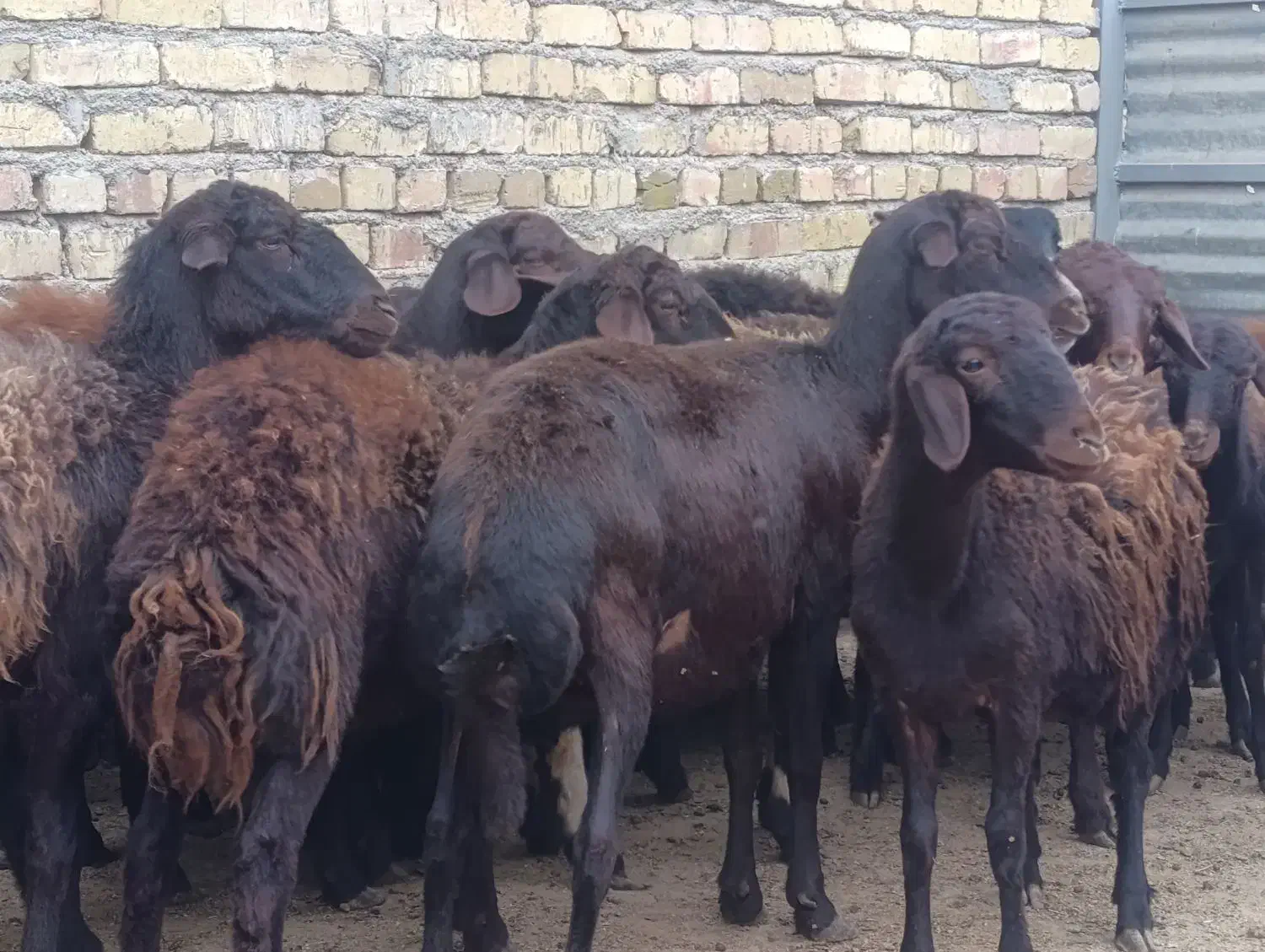 گوسفندو میش.قزل افشار شیشک دودندان و تخلی ب شرط|حیوانات مزرعه|محمدیه-قزوین, |دیوار