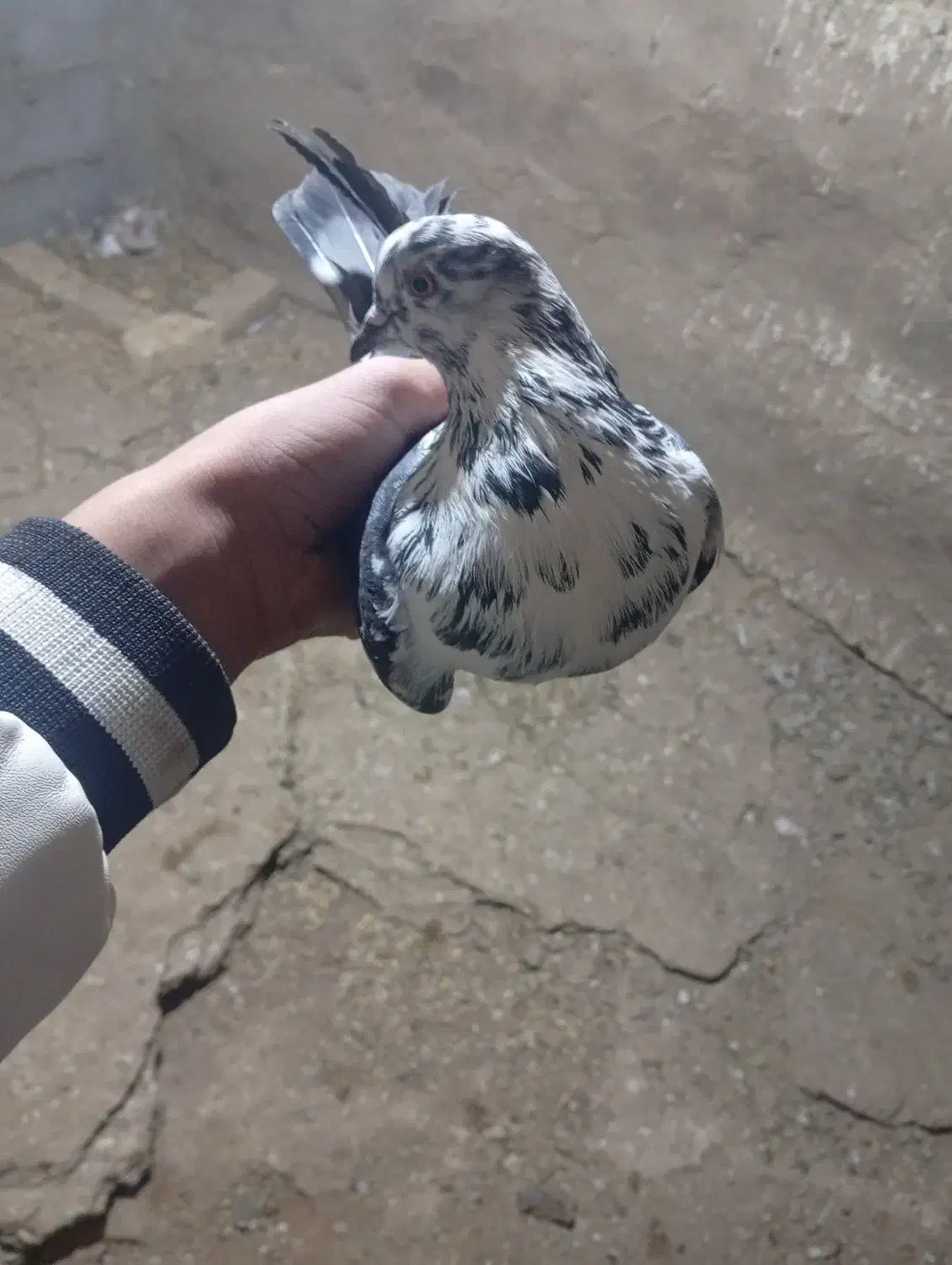 کبوتر قاره|پرنده|دهگلان, |دیوار