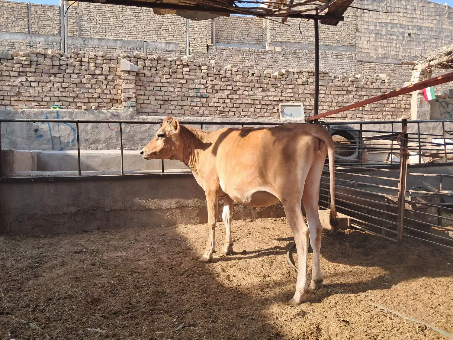 شتر شیری ،گاو شیری گوساله آبستن جرزی قیمت مناسب|حیوانات مزرعه|یزد, |دیوار