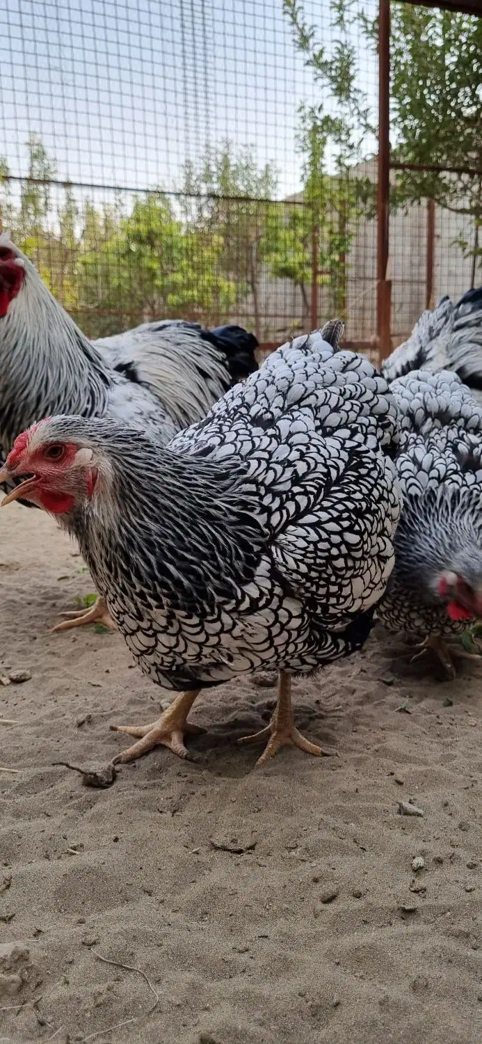 جوجه ویاندوت (مرغ و خروس فروش ندارم فقط جوجه)|حیوانات مزرعه|تهران, چیتگر جنوبی|دیوار