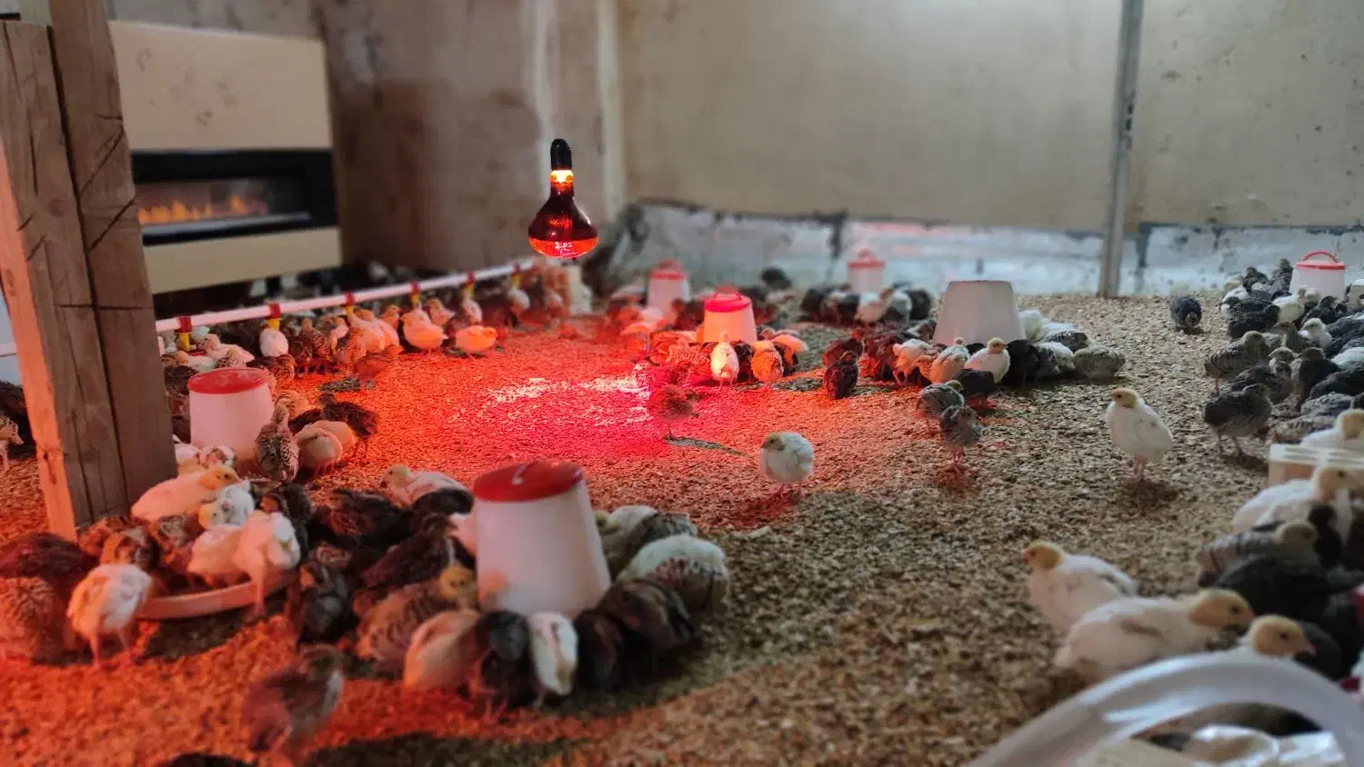 جوجه بلدرچین 17روزه|حیوانات مزرعه|برخوار, |دیوار