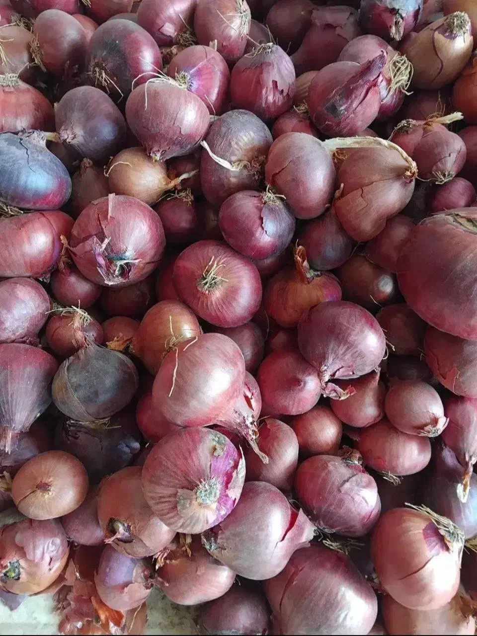 پیازخشک هرسین|عمدهفروشی|هرسین, |دیوار