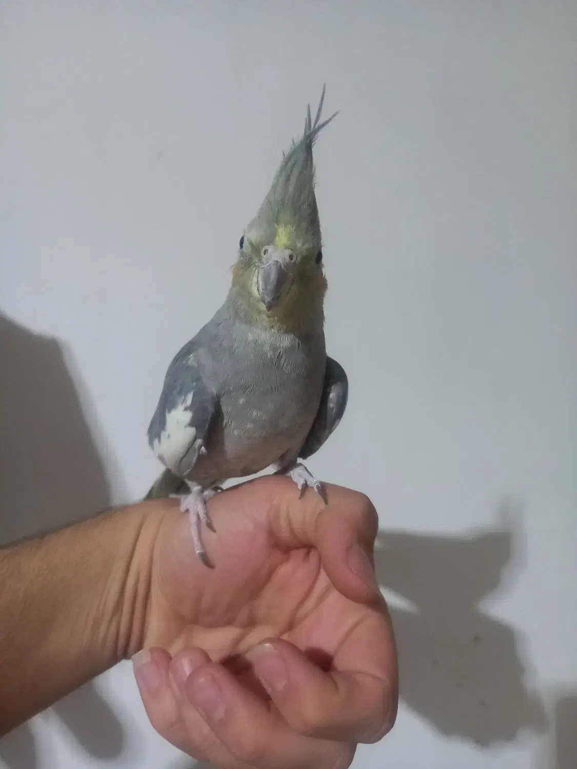 عروس هلندی نر و ماده|پرنده|هشتگرد, سیف آباد|دیوار